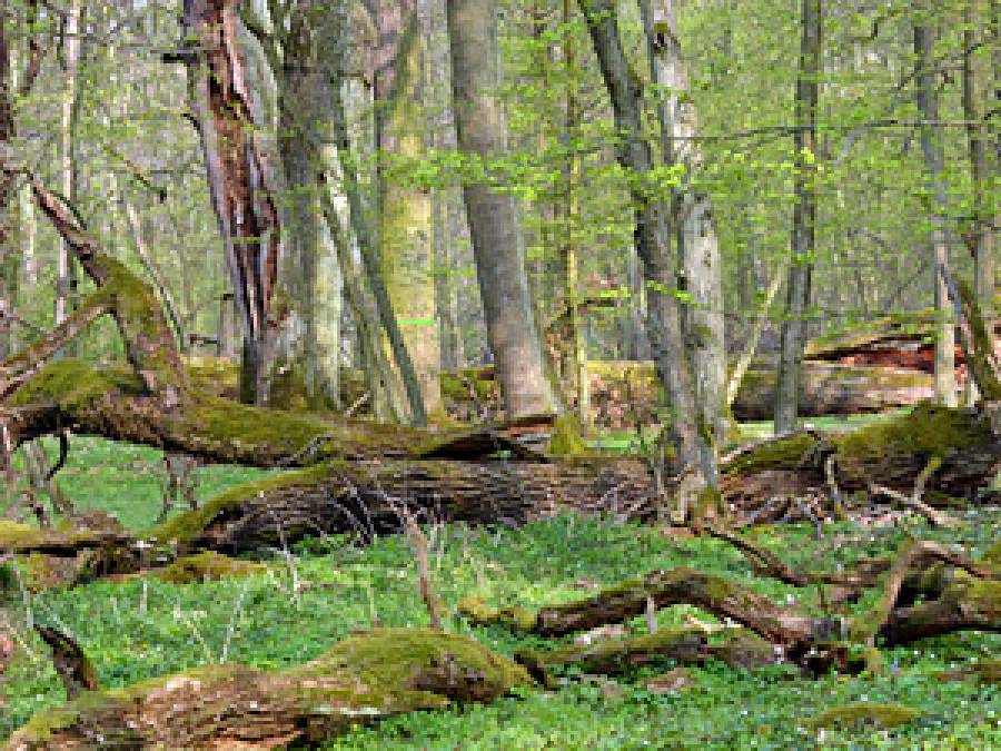 Weź udział w akcji Klubu Przyrodników i przyczyń się do powstania nowych rezerwatów przyrody w województwie małopolskim!