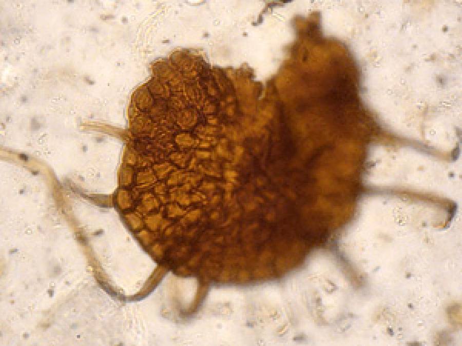 Szaferomyces pliocenicus: pierwszy kopalny grzyb odpowiadający współczesnym mączniakom prawdziwym (Erysiphaceae)
