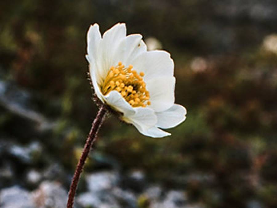 October marks 70 years since the establishment of the W. Szafer Institute of Botany PAS
