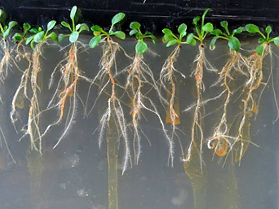 Plant mycobiome and metal toxicity to plants – the case of Arabidopsis arenosa