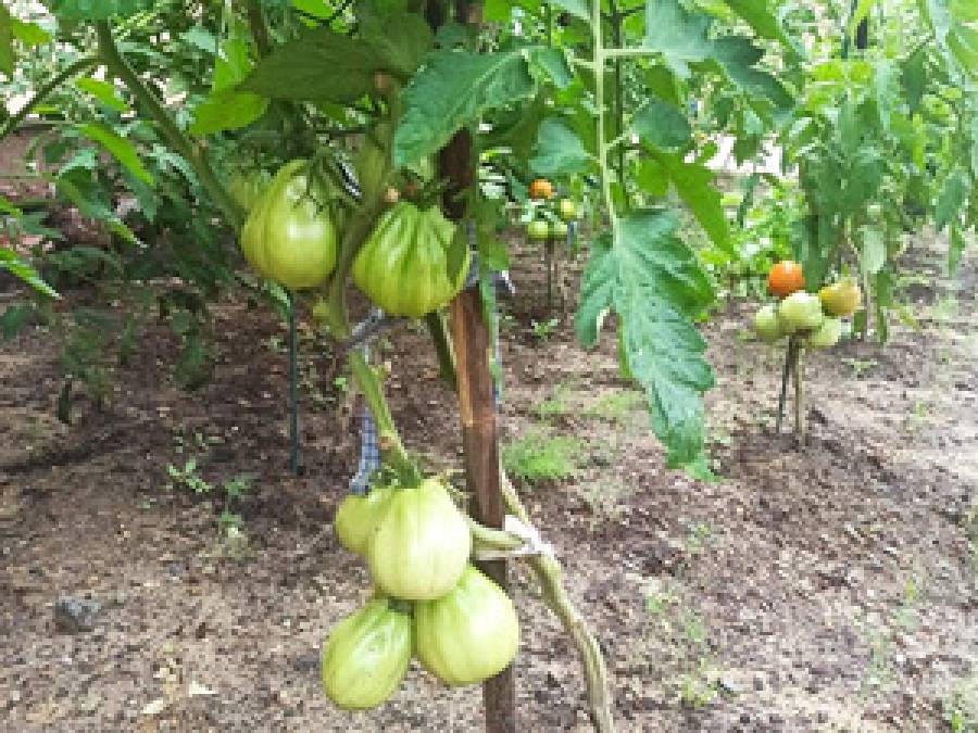 Photochemical processes within vascular tissues and growth of tomato seedlings (Solanum lycopersicum L.)