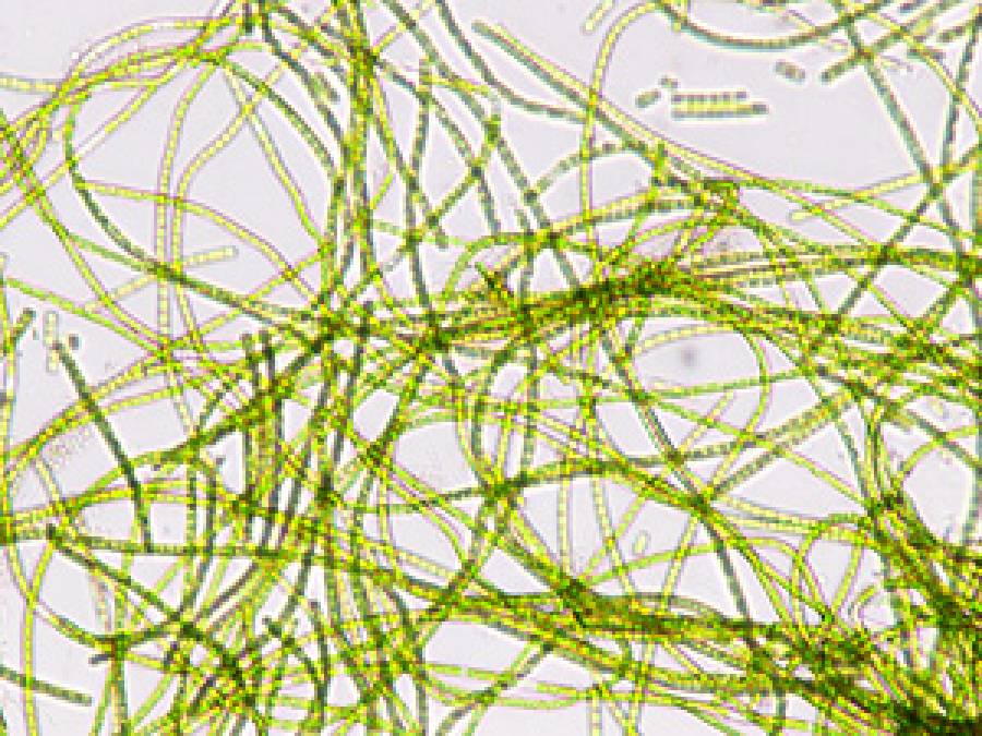 Determination of antioxidant properties of compounds synthesized by green algae Klebsormidium dissectum