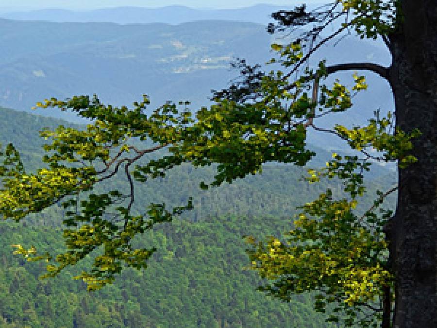 Inside out: Linking intra-annual wood formation in mature trees to stand-level water and carbon cycling