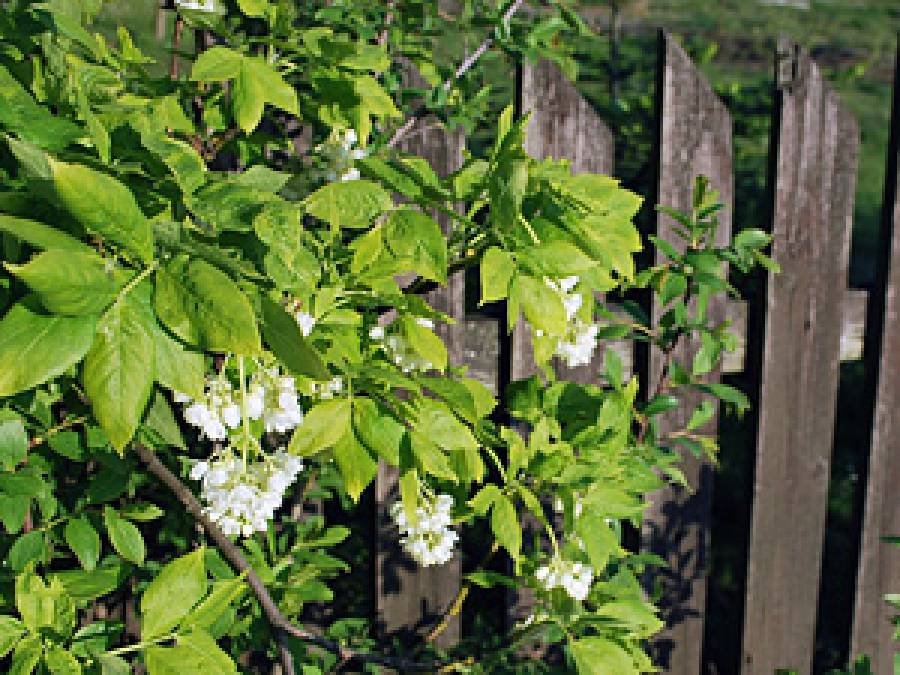 Native or foreign? Phylogeography of European bladdernut Staphylea pinnata L. in Central Europe